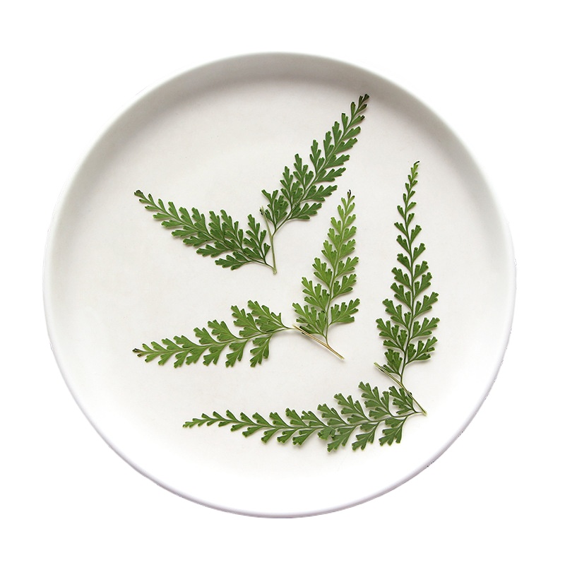 Ramas de helecho prensadas nat - Dried Flower Bulk reseña y precio